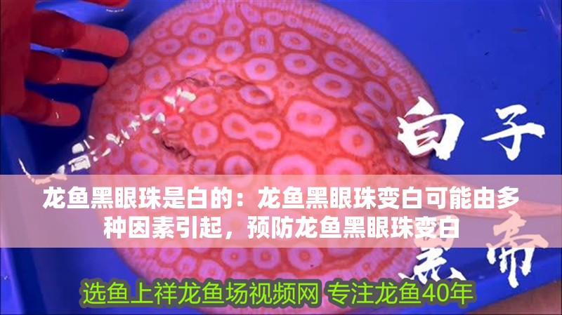 龍魚黑眼珠是白的：龍魚黑眼珠變白可能由多種因素引起，預防龍魚黑眼珠變白