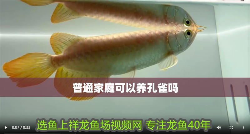 普通家庭可以養孔雀嗎 普通家庭可以養孔雀嗎 龍魚論壇
