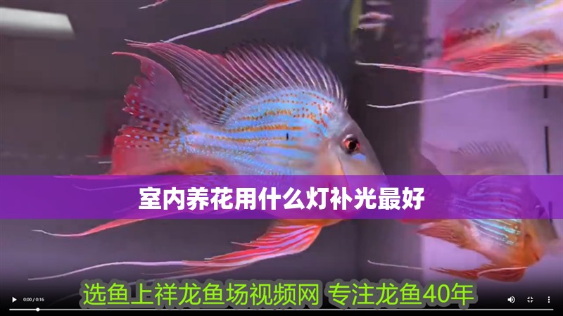 室內養花用什么燈補光最好
