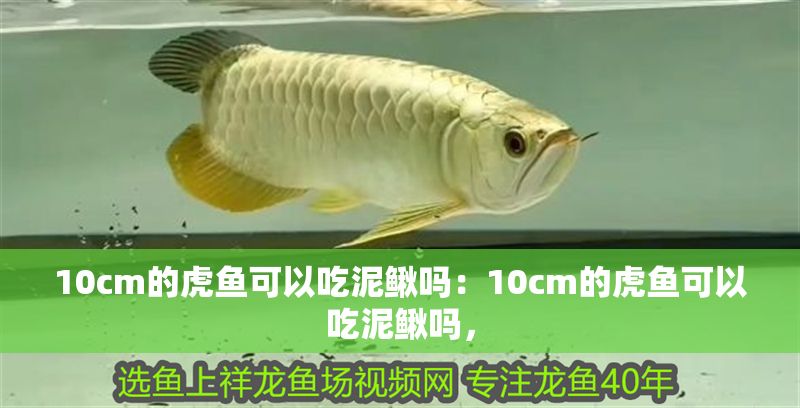 10cm的虎魚可以吃泥鰍嗎：10cm的虎魚可以吃泥鰍嗎，