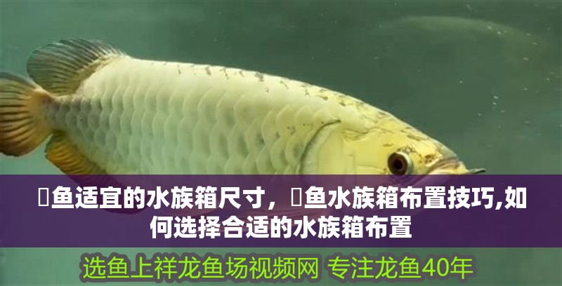 魚缸造景先放沙還是先放水(魚缸造景先鋪沙還是先放石頭) 魟魚適宜的水族箱尺寸,魟魚水族箱布置技巧,如何選擇合適的水族箱布置 魚缸百科 魟魚適宜的水族箱尺寸,魟魚水族箱布置技巧,如何選擇合適的水族箱布置 魟魚適宜的水族箱尺寸,魟魚水族箱布置技巧,如何選擇合適的水族箱布置 魚缸百科