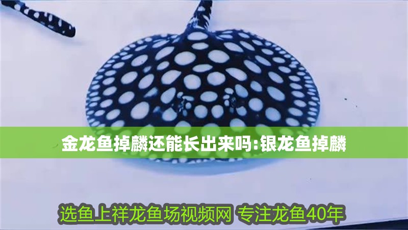 金龍魚掉麟還能長(zhǎng)出來(lái)嗎:銀龍魚掉麟