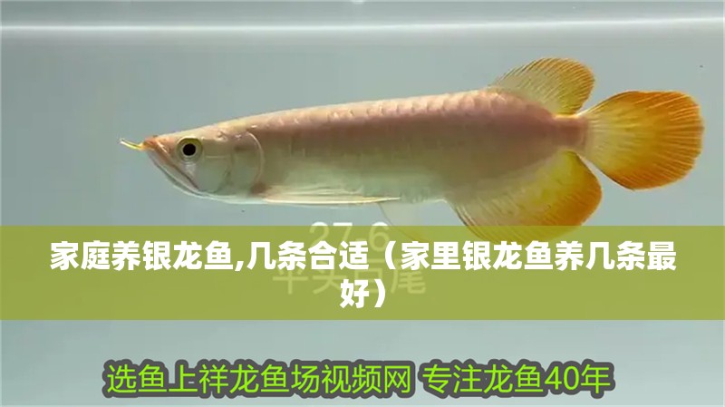 家庭養銀龍魚,幾條合適（家里銀龍魚養幾條最好） 家庭養銀龍魚,幾條合適（家里銀龍魚養幾條最好） 銀龍魚百科
