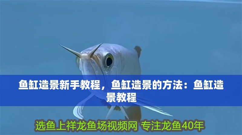 魚缸造景新手教程，魚缸造景的方法：魚缸造景教程