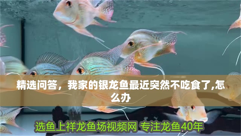 精選問答，我家的銀龍魚最近突然不吃食了,怎么辦