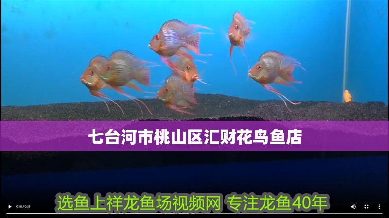 七臺河市桃山區匯財花鳥魚店 七臺河市桃山區匯財花鳥魚店 全國水族館企業名錄