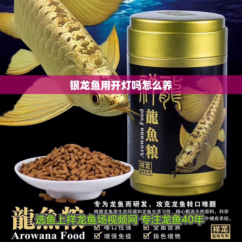 銀龍魚用開燈嗎怎么養