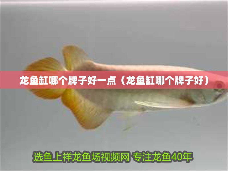 龍魚缸哪個(gè)牌子好一點(diǎn)（龍魚缸哪個(gè)牌子好）