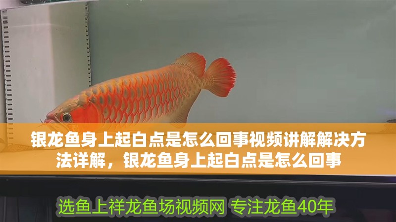 銀龍魚身上起白點是怎么回事視頻講解解決方法詳解，銀龍魚身上起白點是怎么回事