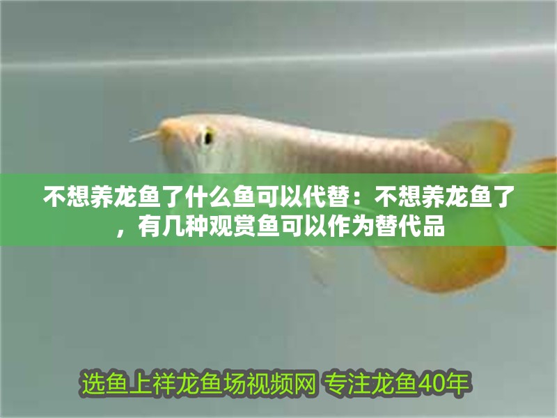 不想養龍魚了什么魚可以代替：不想養龍魚了，有幾種觀賞魚可以作為替代品