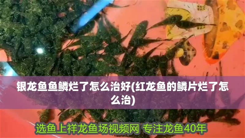 銀龍魚(yú)魚(yú)鱗爛了怎么治好(紅龍魚(yú)的鱗片爛了怎么治)