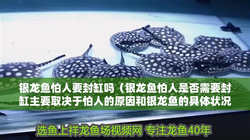 銀龍魚怕人要封缸嗎（銀龍魚怕人是否需要封缸主要取決于怕人的原因和銀龍魚的具體狀況） 銀龍魚怕人要封缸嗎（銀龍魚怕人是否需要封缸主要取決于怕人的原因和銀龍魚的具體狀況） 龍魚百科