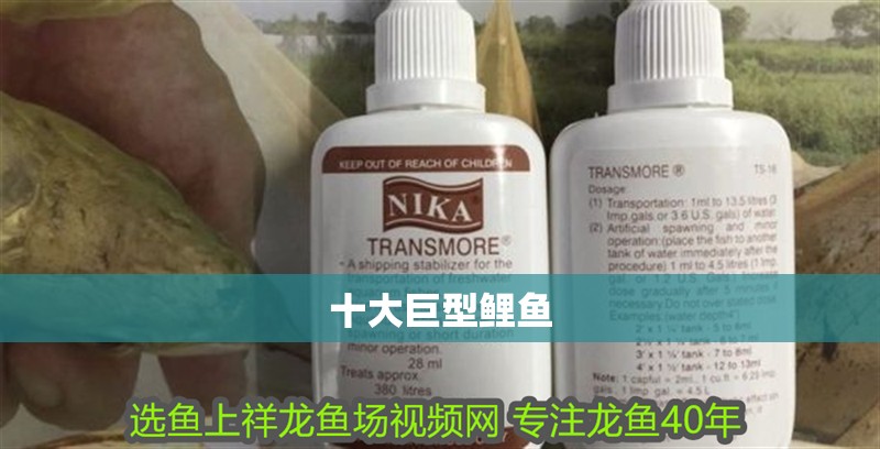 我的虎魚(yú)真菌感染了要怎么處理 十大巨型鯉魚(yú) 龍魚(yú)論壇 十大巨型鯉魚(yú) 十大巨型鯉魚(yú) 龍魚(yú)論壇