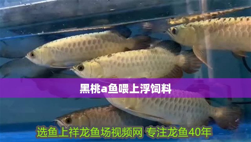 黑桃a魚喂上浮飼料