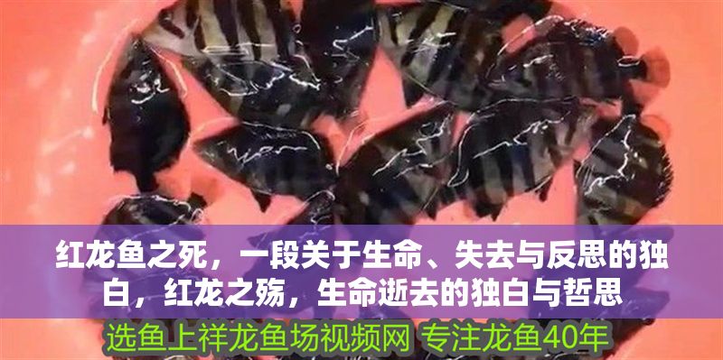 紅龍魚之死，一段關(guān)于生命、失去與反思的獨(dú)白，紅龍之殤，生命逝去的獨(dú)白與哲思