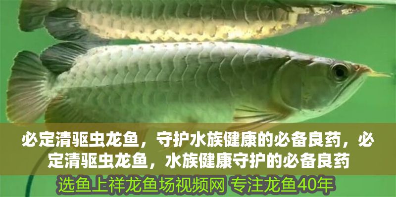 必定清驅蟲龍魚，守護水族健康的必備良藥，必定清驅蟲龍魚，水族健康守護的必備良藥