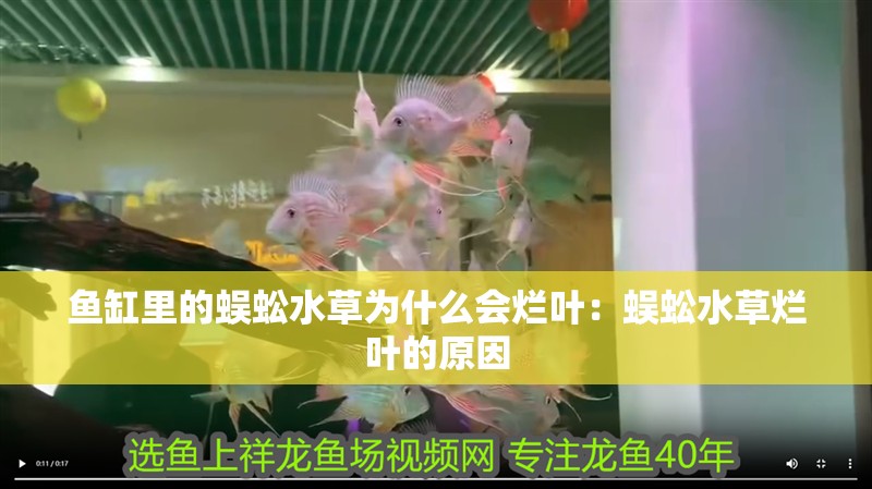 魚缸里的蜈蚣水草為什么會爛葉：蜈蚣水草爛葉的原因 魚缸里的蜈蚣水草為什么會爛葉：蜈蚣水草爛葉的原因 魚缸百科