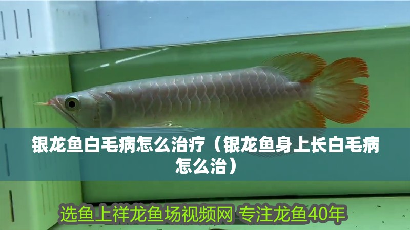 銀龍魚白毛病怎么治療（銀龍魚身上長白毛病怎么治）