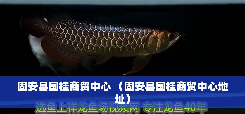 魚缸過濾器選購指南:自制魚缸過濾器魚缸上置過濾器對于養魚愛好者的必備知識 固安縣國桂商貿中心 (固安縣國桂商貿中心地址) 全國水族館企業名錄 固安縣國桂商貿中心 (固安縣國桂商貿中心地址) 固安縣國桂商貿中心 (固安縣國桂商貿中心地址) 全國水族館企業名錄
