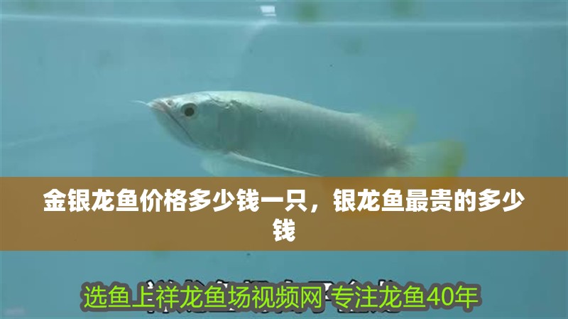 金銀龍魚價格多少錢一只，銀龍魚最貴的多少錢 金銀龍魚價格多少錢一只，銀龍魚最貴的多少錢 銀龍魚百科