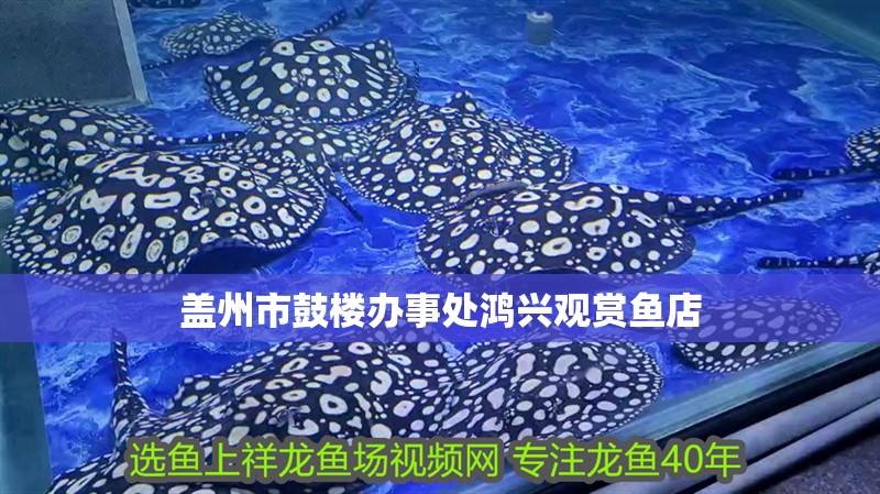 蓋州市鼓樓辦事處鴻興觀賞魚店