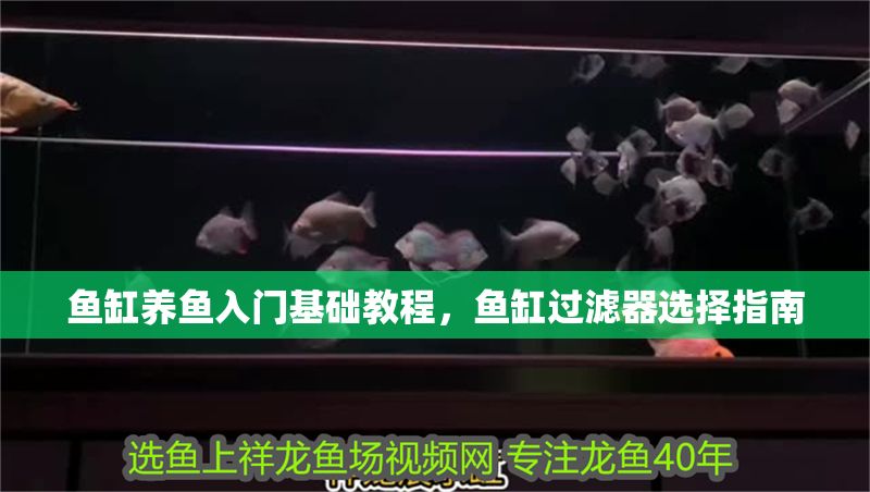 魚缸養魚入門基礎教程，魚缸過濾器選擇指南