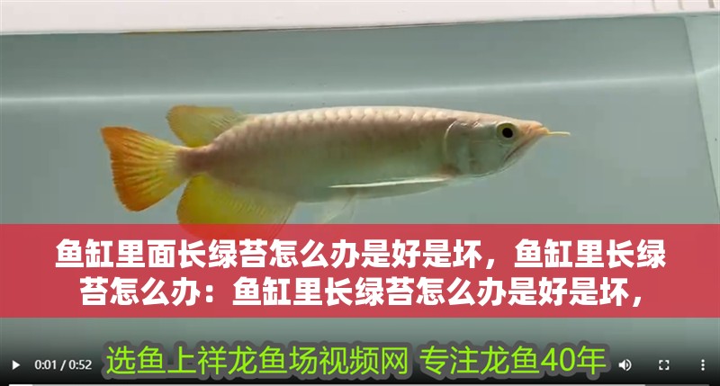 魚缸里面長綠苔怎么辦是好是壞，魚缸里長綠苔怎么辦：魚缸里長綠苔怎么辦是好是壞，