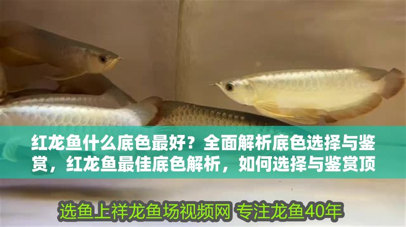 紅龍魚什么底色最好？全面解析底色選擇與鑒賞，紅龍魚最佳底色解析，如何選擇與鑒賞頂級品相 紅龍魚什么底色最好？全面解析底色選擇與鑒賞，紅龍魚最佳底色解析，如何選擇與鑒賞頂級品相 龍魚百科 第1張