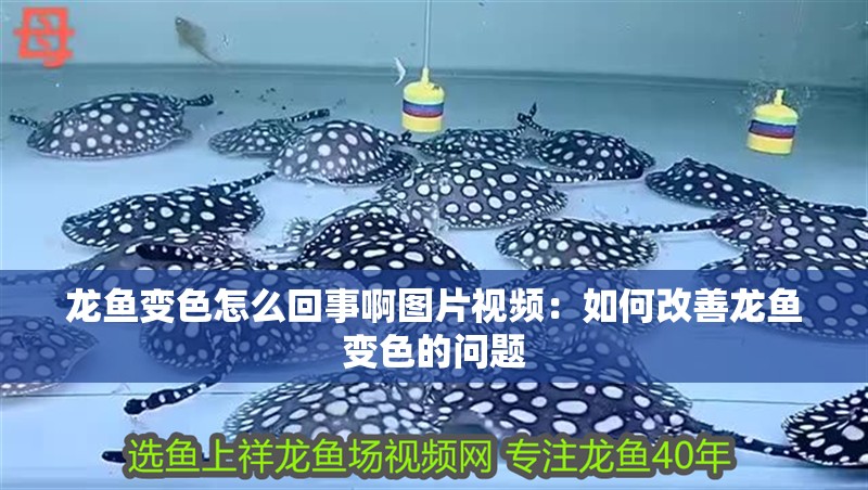 龍魚變色怎么回事啊圖片視頻：如何改善龍魚變色的問題