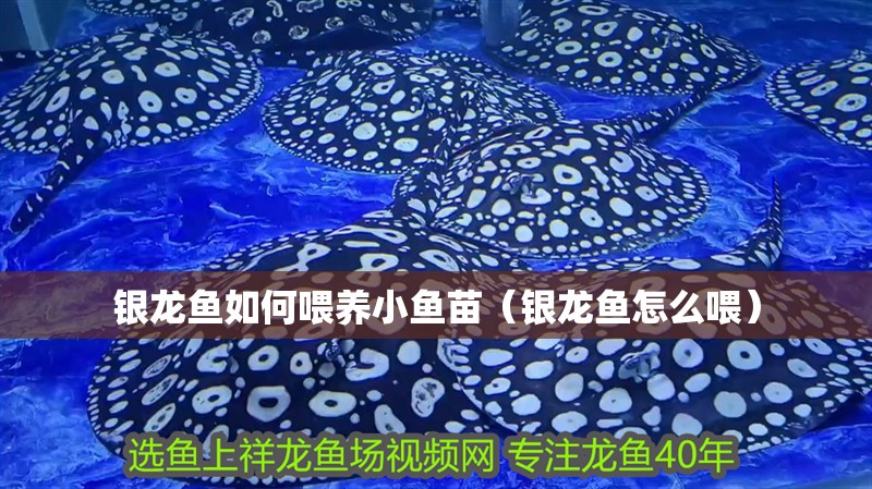 銀龍魚如何喂養小魚苗（銀龍魚怎么喂） 銀龍魚如何喂養小魚苗（銀龍魚怎么喂） 銀龍魚百科