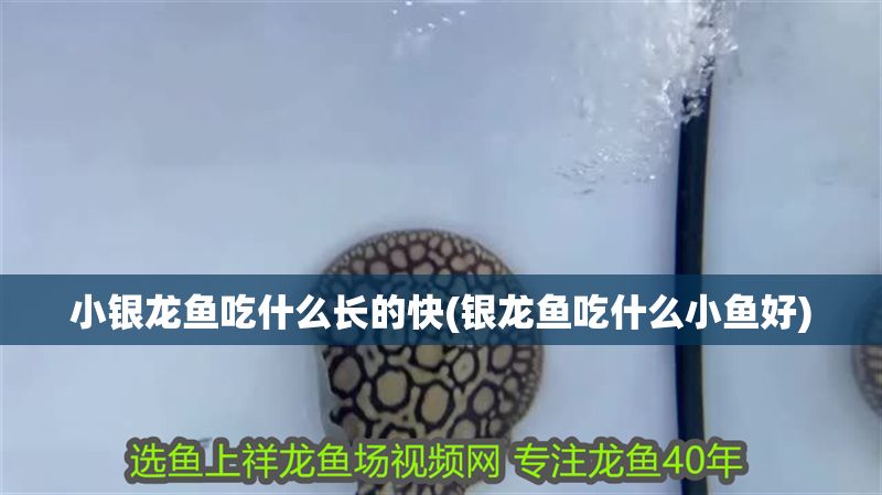 小銀龍魚吃什么長(zhǎng)的快(銀龍魚吃什么小魚好)