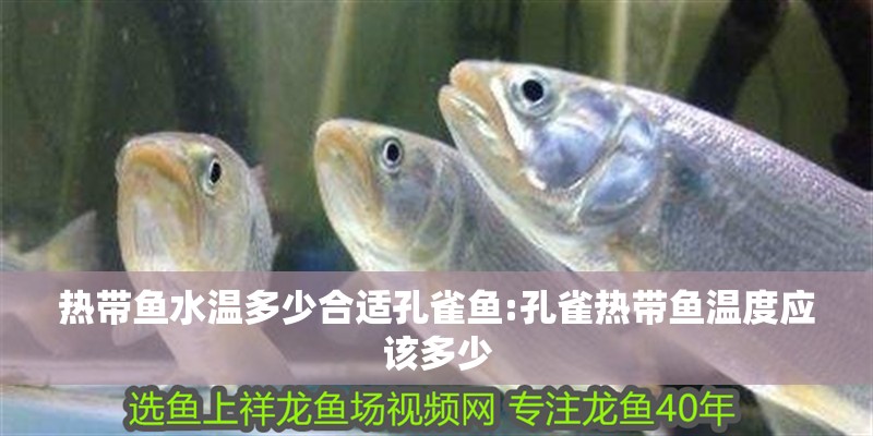熱帶魚水溫多少合適孔雀魚:孔雀熱帶魚溫度應該多少 熱帶魚水溫多少合適孔雀魚:孔雀熱帶魚溫度應該多少 銀龍魚百科