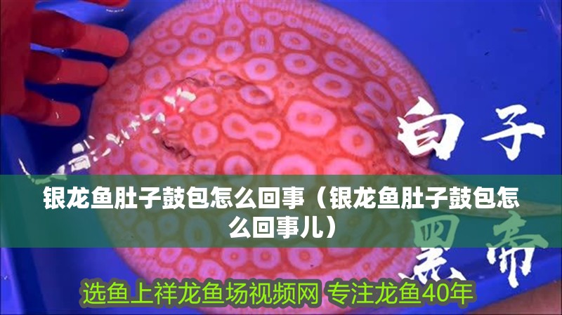 銀龍魚肚子鼓包怎么回事（銀龍魚肚子鼓包怎么回事兒） 銀龍魚肚子鼓包怎么回事（銀龍魚肚子鼓包怎么回事兒） 銀龍魚百科