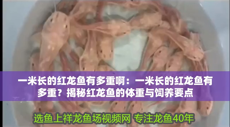 一米長的紅龍魚有多重啊：一米長的紅龍魚有多重？揭秘紅龍魚的體重與飼養要點 一米長的紅龍魚有多重啊：一米長的紅龍魚有多重？揭秘紅龍魚的體重與飼養要點 龍魚百科
