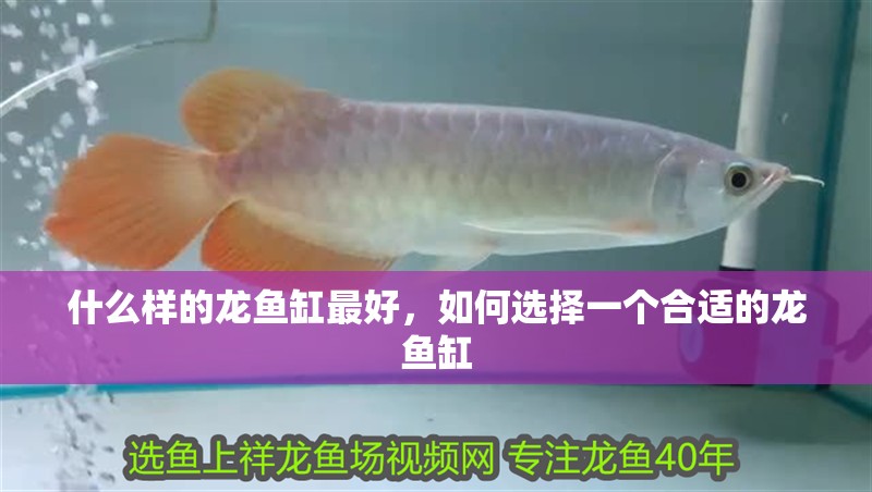 什么樣的龍魚缸最好，如何選擇一個(gè)合適的龍魚缸