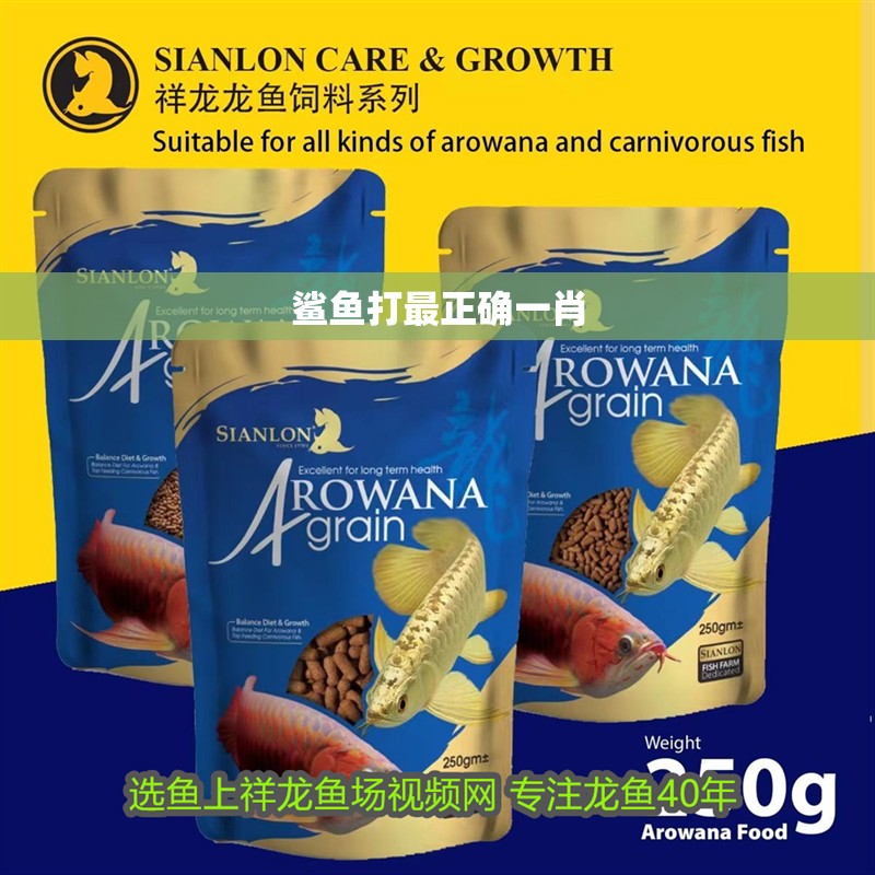 鯊魚打最正確一肖 鯊魚打最正確一肖 龍魚論壇