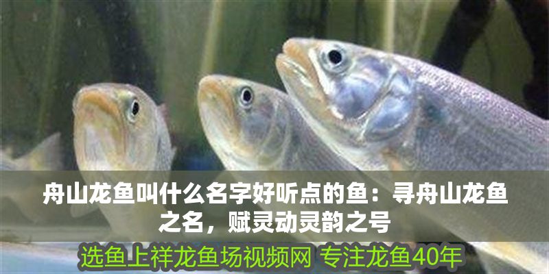 <strong><mark>舟山</mark></strong>龍魚叫什么名字好聽點的魚：尋<strong><mark>舟山</mark></strong>龍魚之名，賦靈動靈韻之號