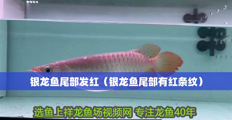 銀龍魚尾部發紅（銀龍魚尾部有紅條紋）