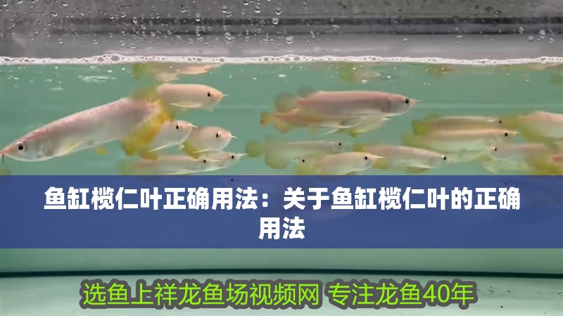 魚缸欖仁葉正確用法：關于魚缸欖仁葉的正確用法
