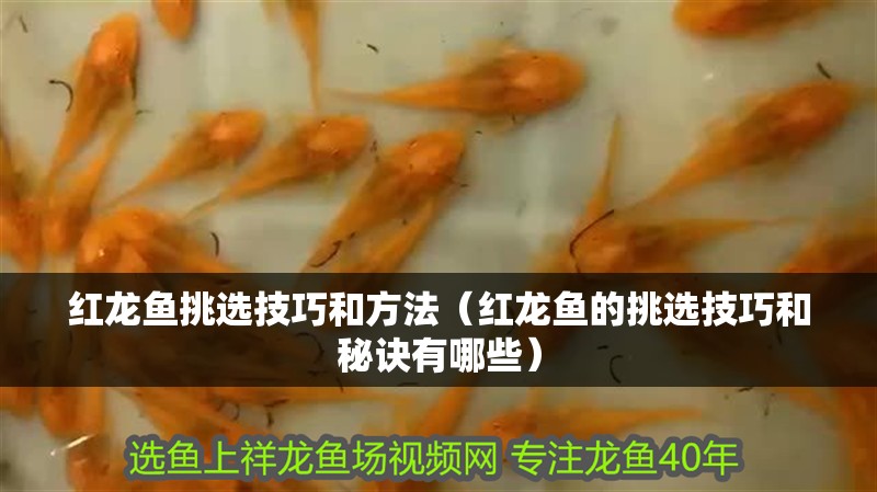 紅龍魚挑選技巧和方法（紅龍魚的挑選技巧和秘訣有哪些）