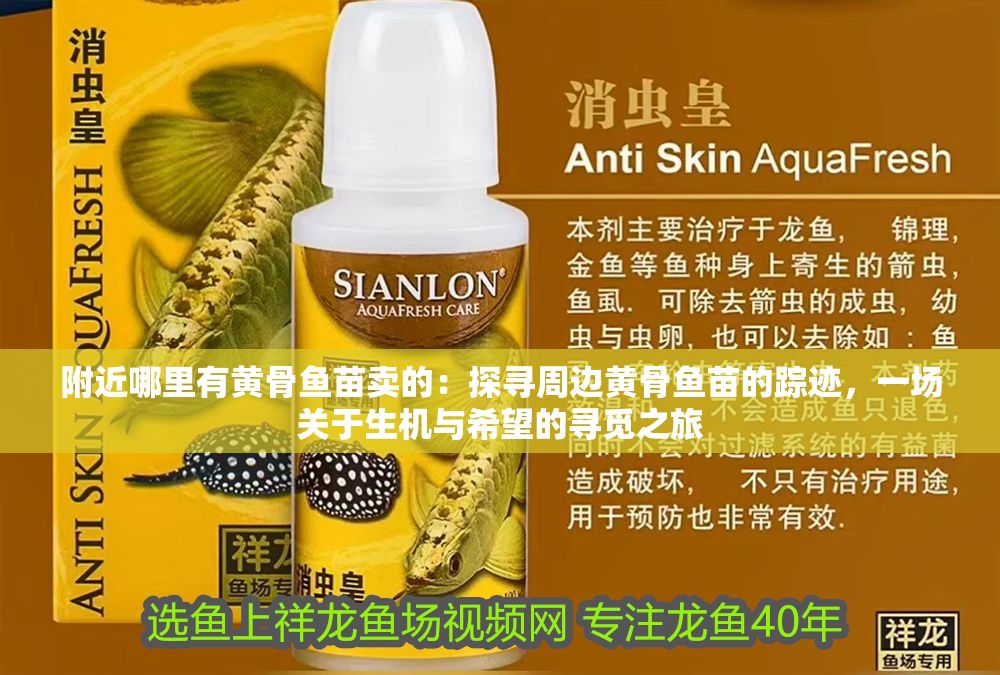 附近哪里有黃骨魚苗賣的：探尋周邊黃骨魚苗的蹤跡，一場關于生機與希望的尋覓之旅