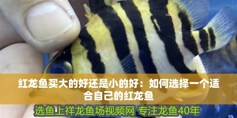 紅龍魚買大的好還是小的好：如何選擇一個適合自己的紅龍魚