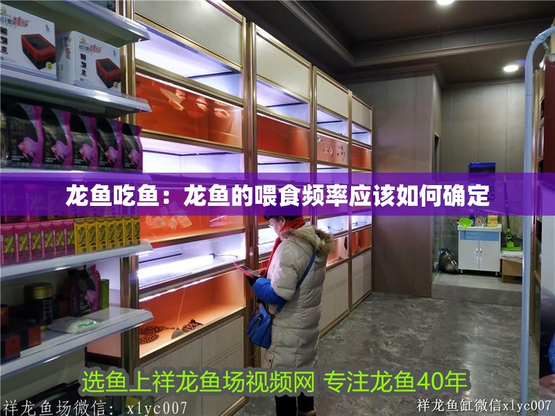 龍魚吃魚：龍魚的喂食頻率應該如何確定