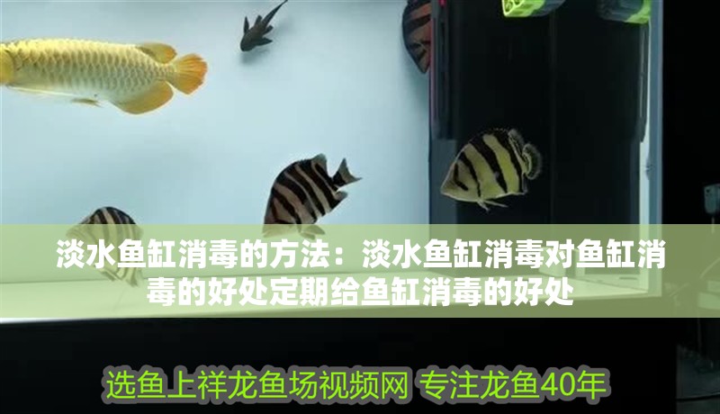 淡水魚缸消毒的方法：淡水魚缸消毒對魚缸消毒的好處定期給魚缸消毒的好處