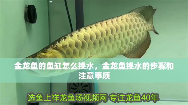 金龍魚的魚缸怎么換水，金龍魚換水的步驟和注意事項