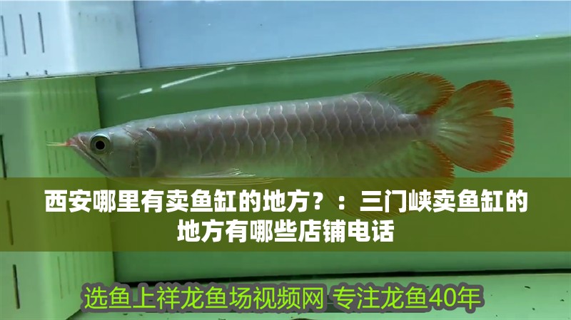 西安哪里有賣魚缸的地方？：三門峽賣魚缸的地方有哪些店鋪電話