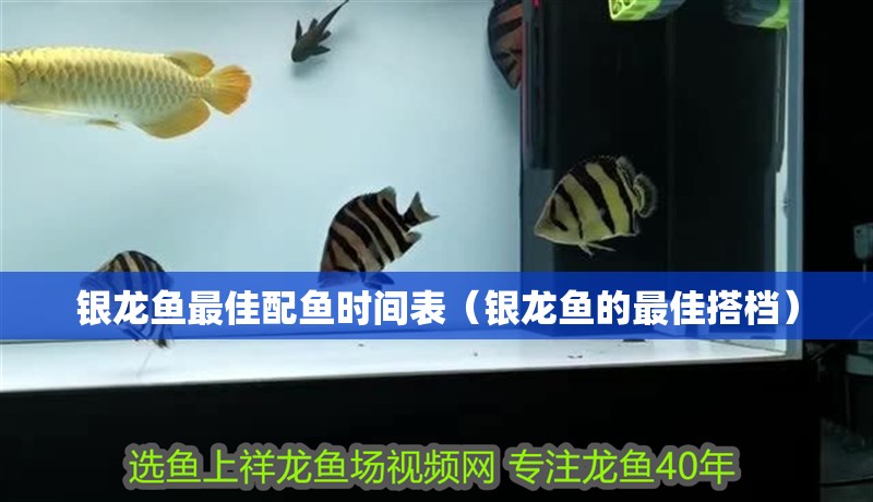 銀龍魚最佳配魚時間表（銀龍魚的最佳搭檔）