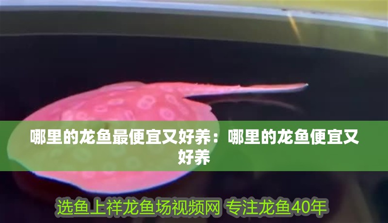 哪里的龍魚(yú)最便宜又好養(yǎng)：哪里的龍魚(yú)便宜又好養(yǎng)