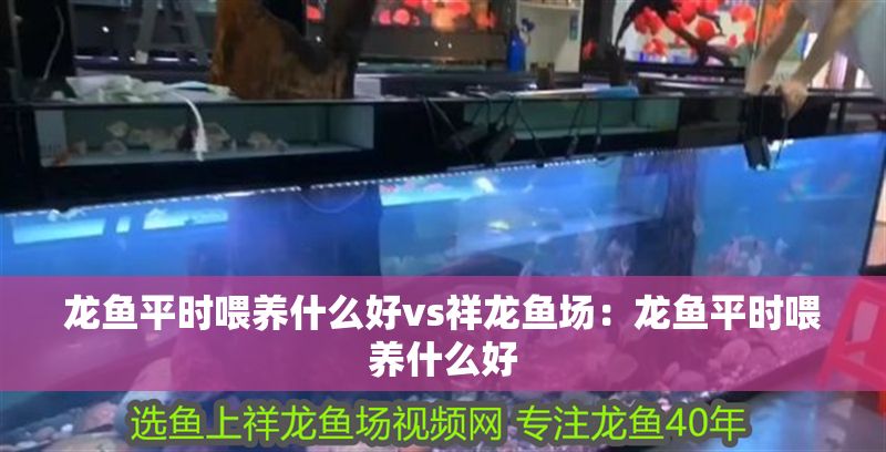 龍魚平時(shí)喂養(yǎng)什么好vs祥龍魚場(chǎng):龍魚平時(shí)喂養(yǎng)什么好 vs祥龍魚場(chǎng) 第2張 龍魚平時(shí)喂養(yǎng)什么好vs祥龍魚場(chǎng):龍魚平時(shí)喂養(yǎng)什么好 龍魚平時(shí)喂養(yǎng)什么好vs祥龍魚場(chǎng):龍魚平時(shí)喂養(yǎng)什么好 vs祥龍魚場(chǎng) 第2張