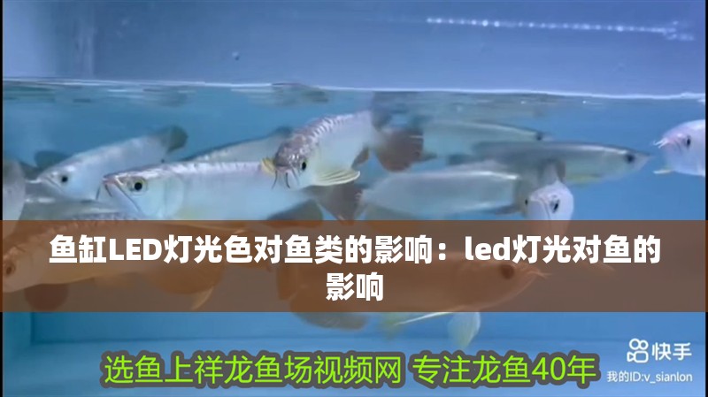 鸚鵡魚和銀龍魚混養怎樣喂食 魚缸LED燈光色對魚類的影響:led燈光對魚的影響 魚缸百科 魚缸LED燈光色對魚類的影響:led燈光對魚的影響 魚缸LED燈光色對魚類的影響:led燈光對魚的影響 魚缸百科